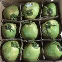 Vietnam Fresh Coconut