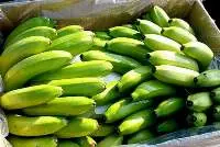 Vietnam Green Banana