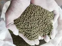 Non GMO Mung Bean