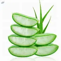 Vietnam Aloe Vera