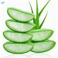 Aloe Vera Dice