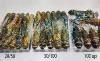 Crayfish/ Crawfish