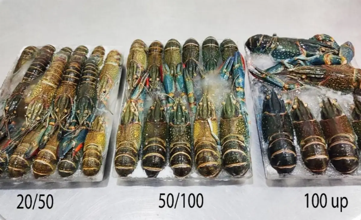 Crayfish/ Crawfish