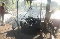 Wood Charcoal