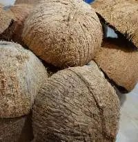 Coconut Shell