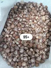 Betel Nut