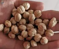 Cardamom