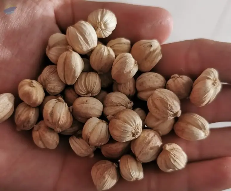 Cardamom
