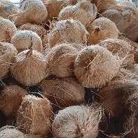 Coconut
