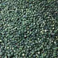 Fresh Betel Nut
