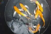 Koi Fish