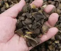 Palm Kernel Shells