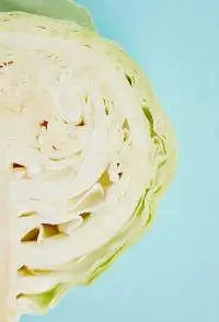 Cabbage