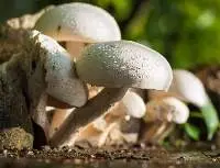 Mushrooms