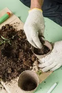 Vermicompost
