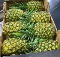 Pineapple