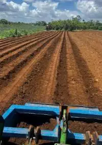 Cassava