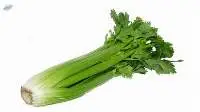 Fresh Celery