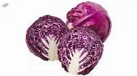 Fresh Cabbage