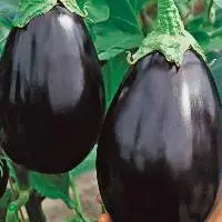 Fresh Black Eggplant