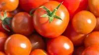 Fresh Tomatoes