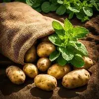 Fresh Potato