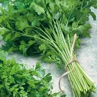 Fresh Parsley