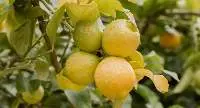 Fresh Lemons