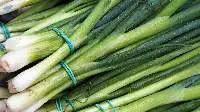 Fresh Green Onions