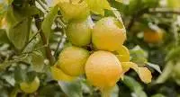 Fresh Lemons