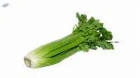 Fresh Kurat
