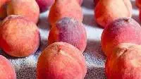Frozen Peaches