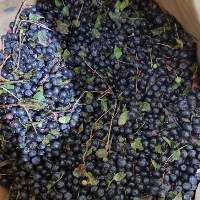 IQF Wild Blueberry