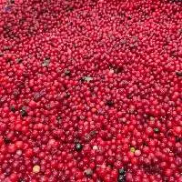 IQF Wild Lingonberry
