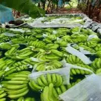 Cavendish Banana