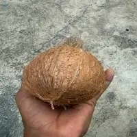 Coconut