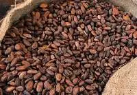 Cocoa Bean
