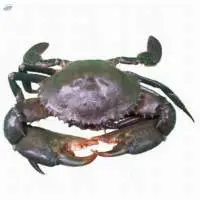 Seafood and Meat