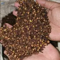 Cloves
