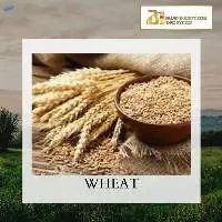 Premium Quality Wheat Grain Export Grade