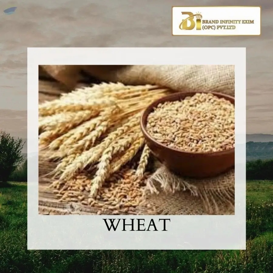 Premium Quality Wheat Grain Export Grade