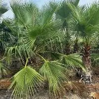 Palm Trees (Washingtonia Robusta)