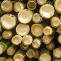 Bamboo