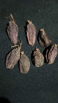 Black Cardamom