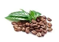 Green & Roasted Arabica Coffee Beans