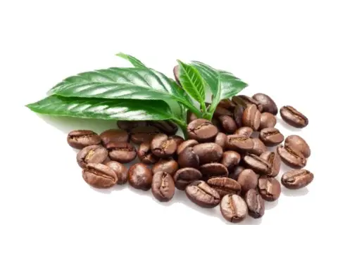 Green & Roasted Arabica Coffee Beans