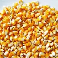 Yellow Maize