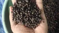 Primarily Java and Sumatra Cubeb