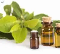 Camphor Oil