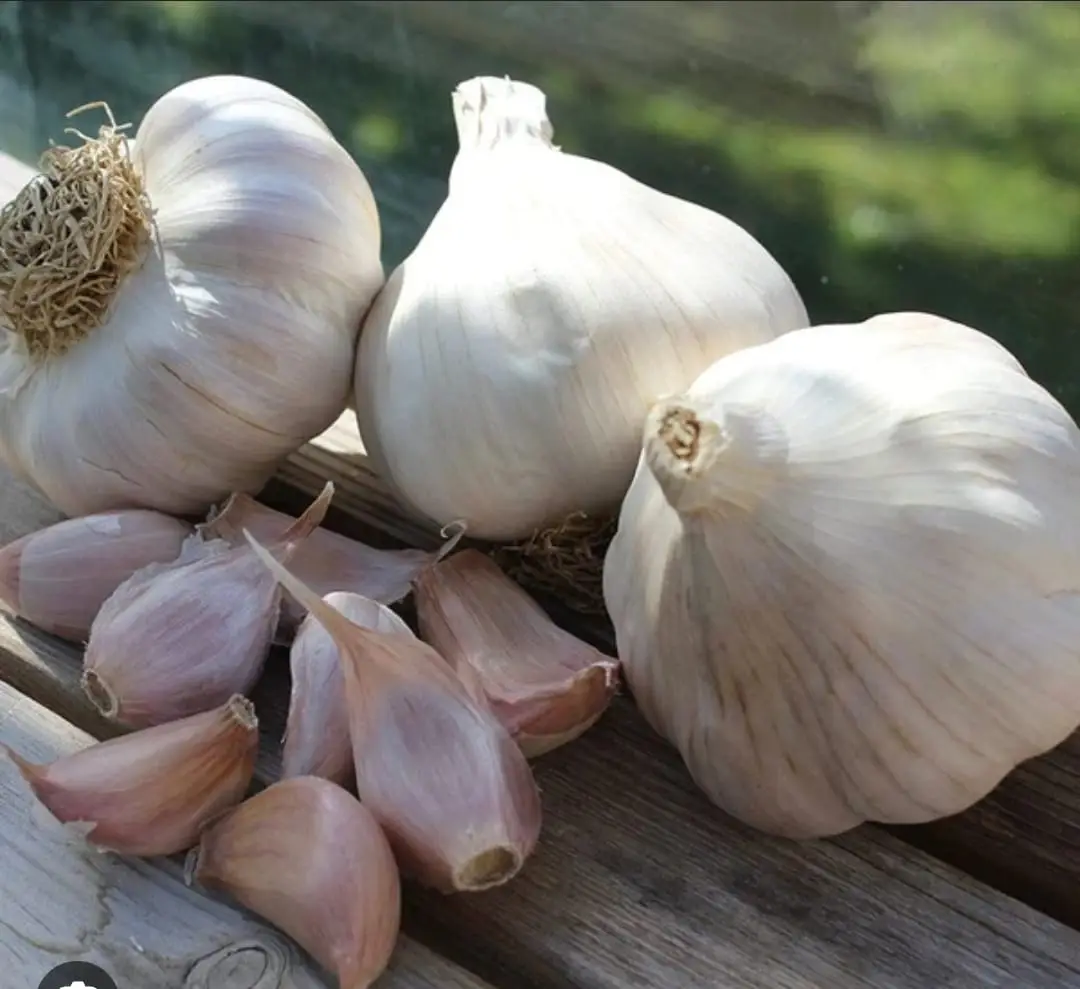 Garlic